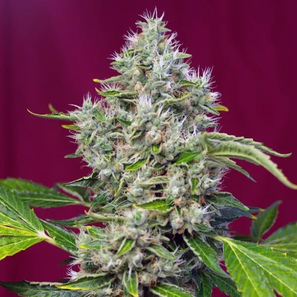Sweet Seeds San Fernando Lemon Kush SWS62 semi femminizzati 4 semi sativa