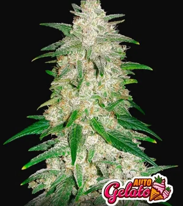 Fast Buds Gelato Auto semi autofiorenti da collezione 1 seme