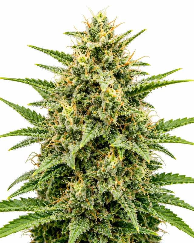 Trikoma Seeds 69.G semi femminizzati agrumati THC 22-27%