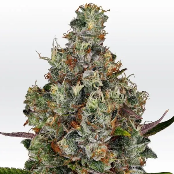 Paradise Seeds Rainbow Road semi femminizzati sativa