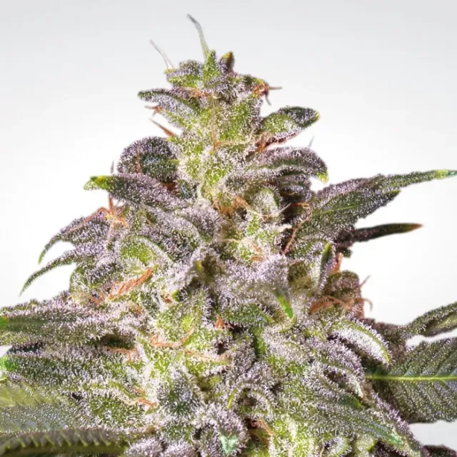 Paradise Seeds Magic Bud semi femminizzati resinosi