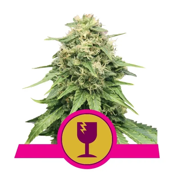 Royal Queen Seeds Critical femminizzata semi da collezione