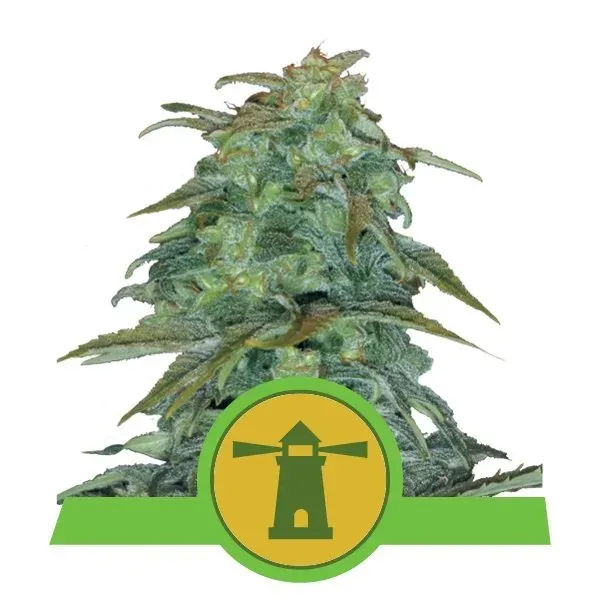 Royal Queen Seeds Royal Haze Auto semi autofiorenti femminizzati