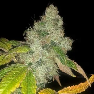 Pheno Finder Seeds Wedding Cake semi autofiorenti auto