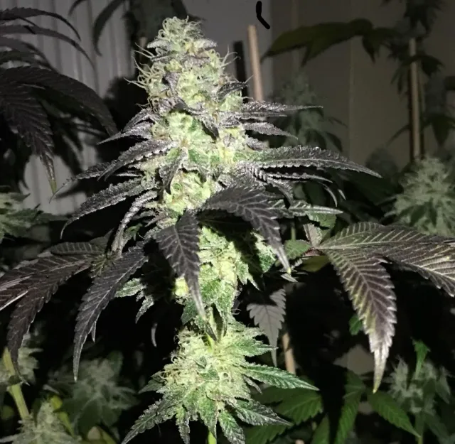 Pheno Finder Seeds DO ZI DOS semi femminizzati da collezione