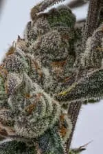 Paradise Seeds El Dorado OG Talea fotoperiodica 25% THC