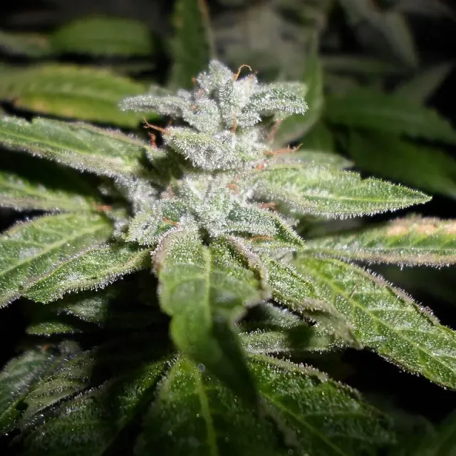 Pheno Finder Seeds Fromage Blue semi femminizzati da collezione