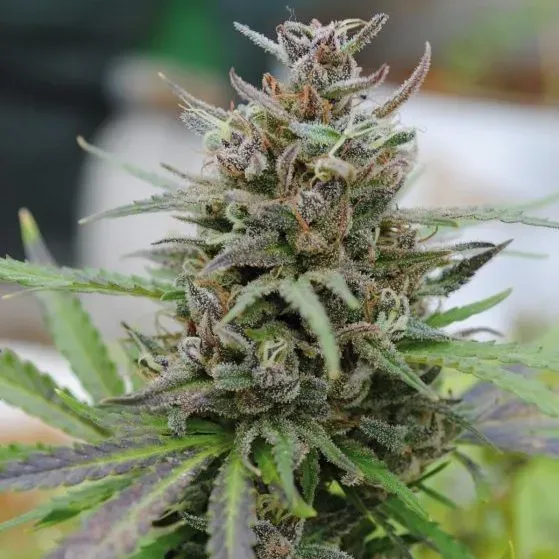 Kannabia Baby Boom Auto semi autofiorente 1 seme indica