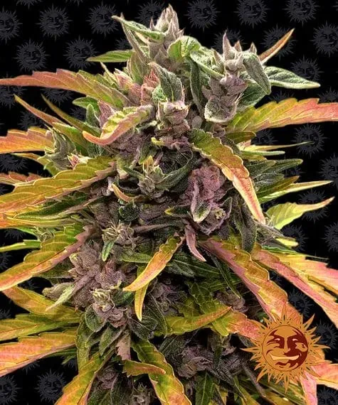 Barney's Farm Gorilla Glue Auto Semi Autofiorenti Indica