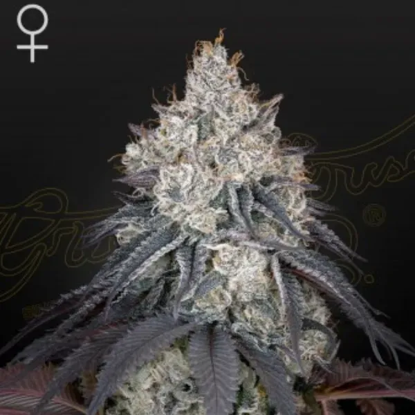 Green House Seeds Lemon Orange semi femminizzati 3 semi agrumati