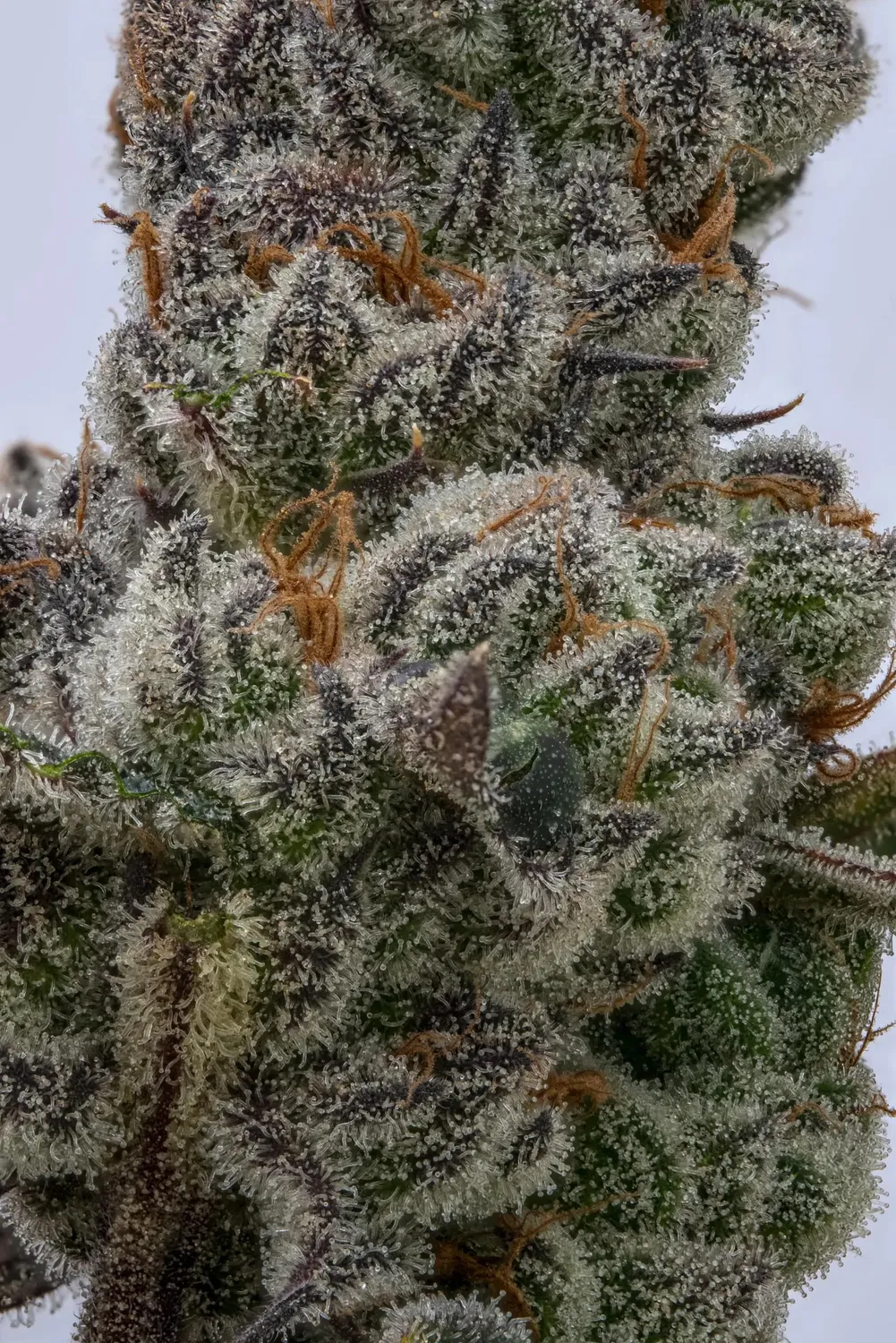 Paradise Seeds El Dorado OG Talea fotoperiodica 25% THC