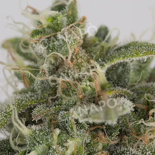 Dinafem Seeds OG Kush Auto semi autofiorente da collezione