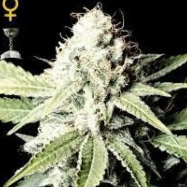 Green House Great White Shark semi femminizzati 3 semi indica