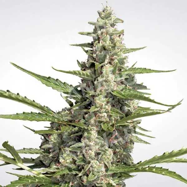Paradise Seeds Pandora semi autofiorenti indica dolce