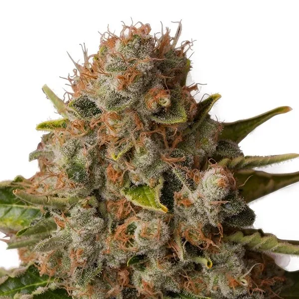 Royal Queen Seeds White Widow semi femminizzati 3 semi