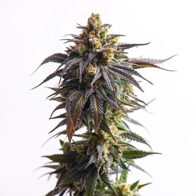 Vision Seeds Biscotti semi autofiorenti tropicali THC 26%
