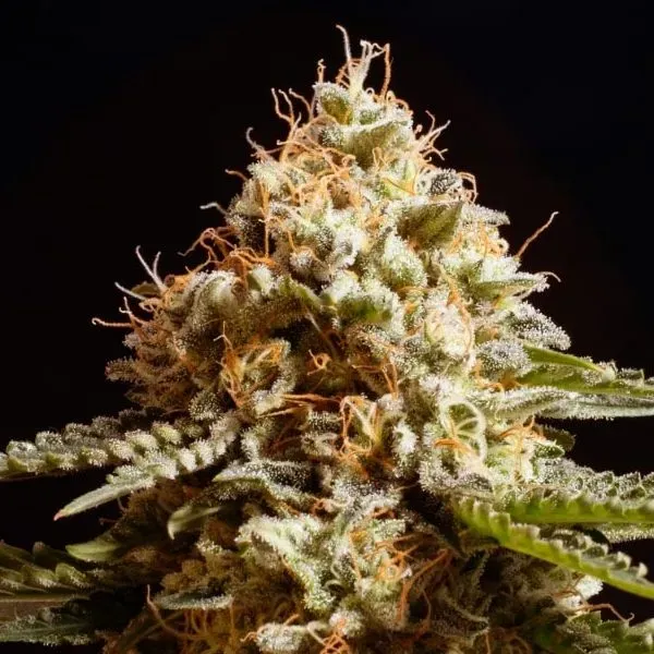 Kannabia La Blanca semi femminizzati 3 semi THC 17,7%