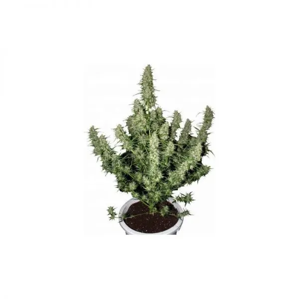 Buddha Seeds Magnum Auto Semi Autofiorenti 3 Speziato
