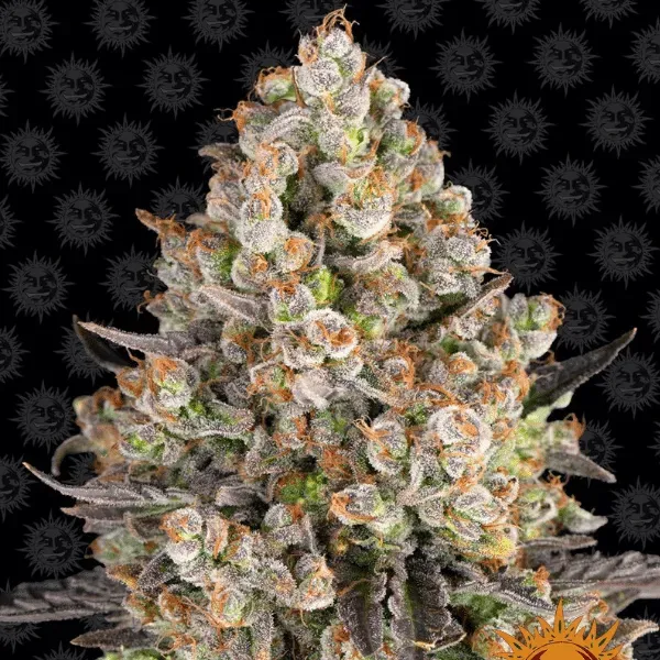 Barney's Farm OG Kush semi femminizzati da collezione