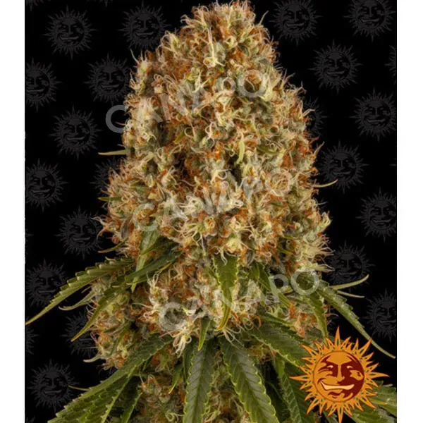 Barney's Farm Orange Sherbert semi femminizzati da collezione arancia