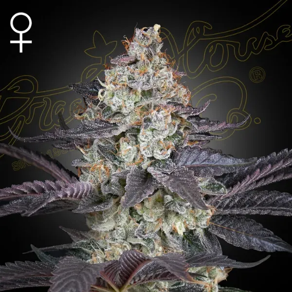 Green House Seeds Ztrawberry semi femminizzati da collezione dolci