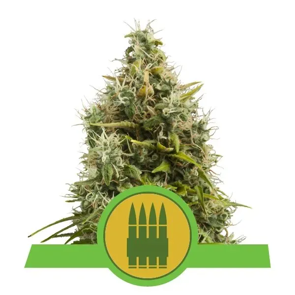 Royal Queen Seeds Royal AK Auto semi autofiorenti 1 seme speziato