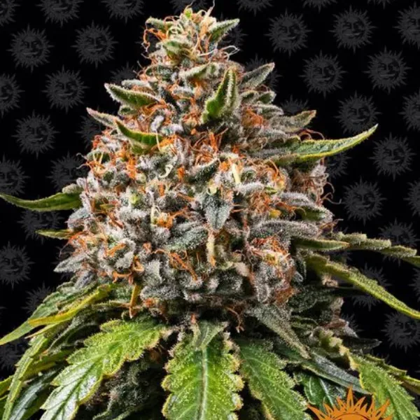 Barney's Farm White Widow XXL Fem semi femminizzati skunk