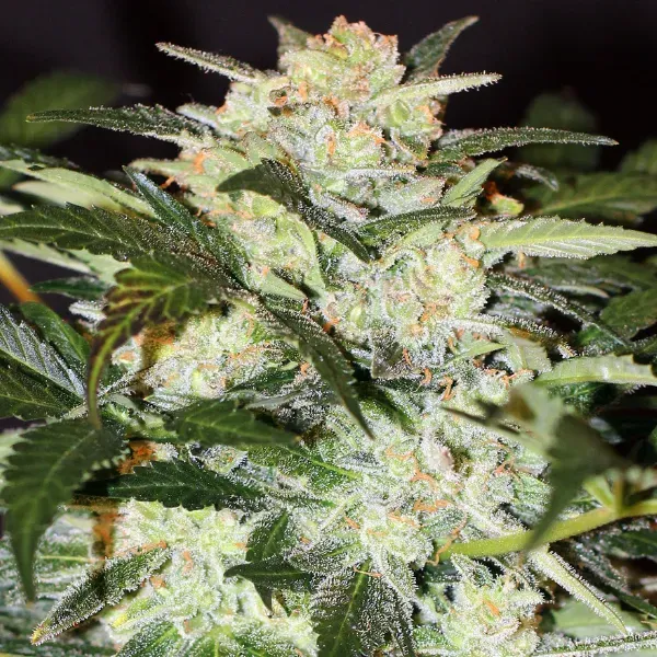 Exotic Seed Monster Mash Auto semi autofiorenti 3 femminizzati
