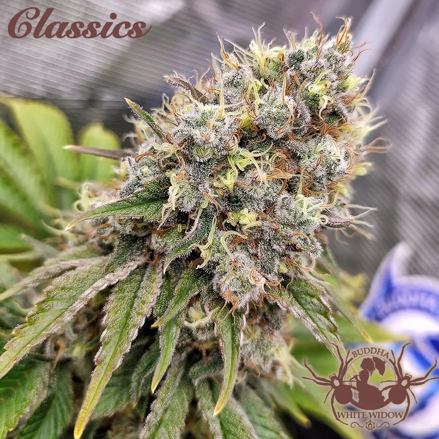 Buddha Seeds White Widow semi femminizzati classici