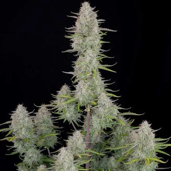 Fast Buds Wedding Cheesecake Auto semi autofiorenti THC 24%