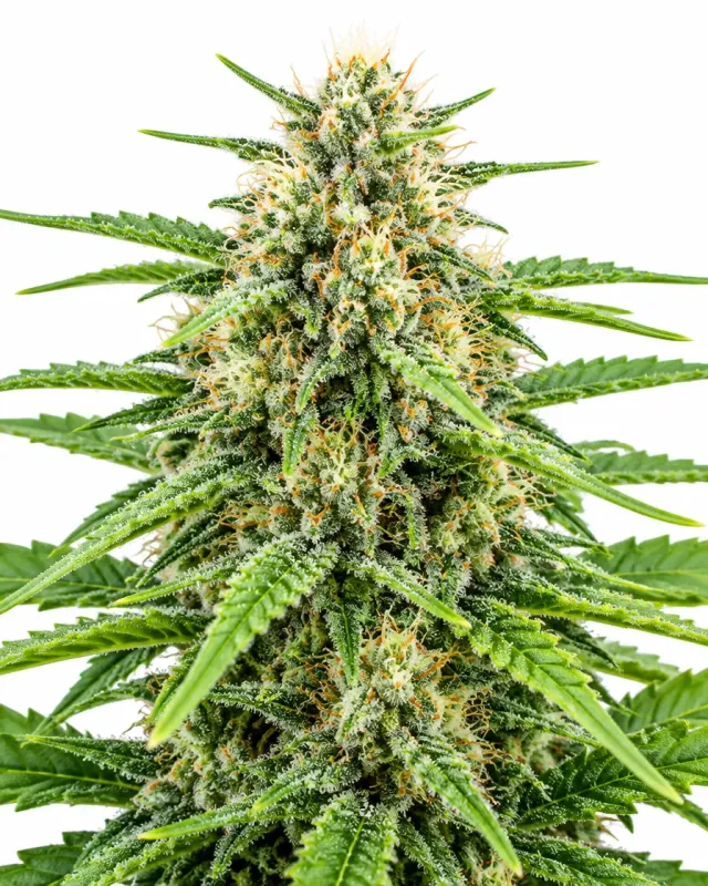 Trikoma Seeds Jack Herer Auto semi autofiorenti THC 14-19%