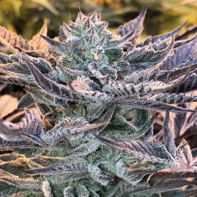 Solfire Gardens Black Banana F2 semi regolari banana dolce