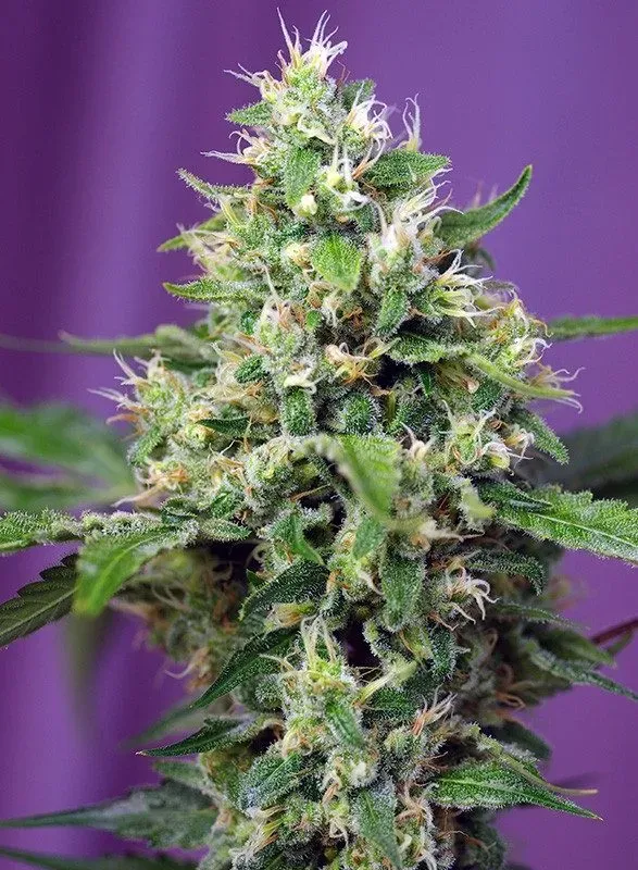 Sweet Seeds Sweet Amnesia Haze XL Auto semi autofiorenti