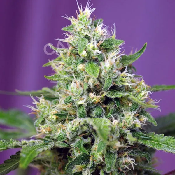 Sweet Seeds Blow Mind Auto semi autofiorenti 3+1 THC 15-20%