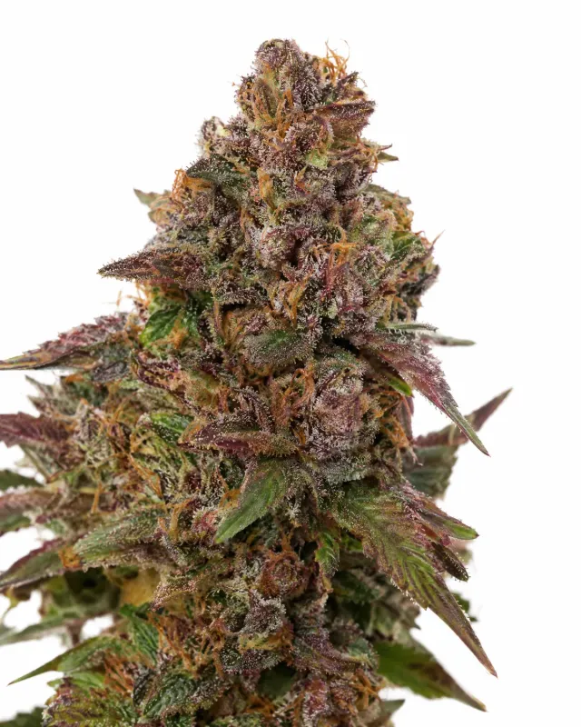 Trikoma Sweet Madness semi femminizzati 1000 semi indica 75%
