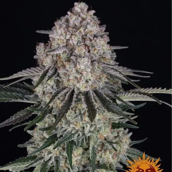 Barney's Farm Sour Diesel Auto semi autofiorenti femminizzati