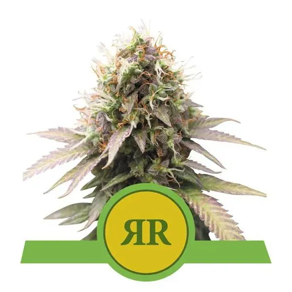 Royal Queen Seeds Royal Runtz Automatic semi autofiorenti