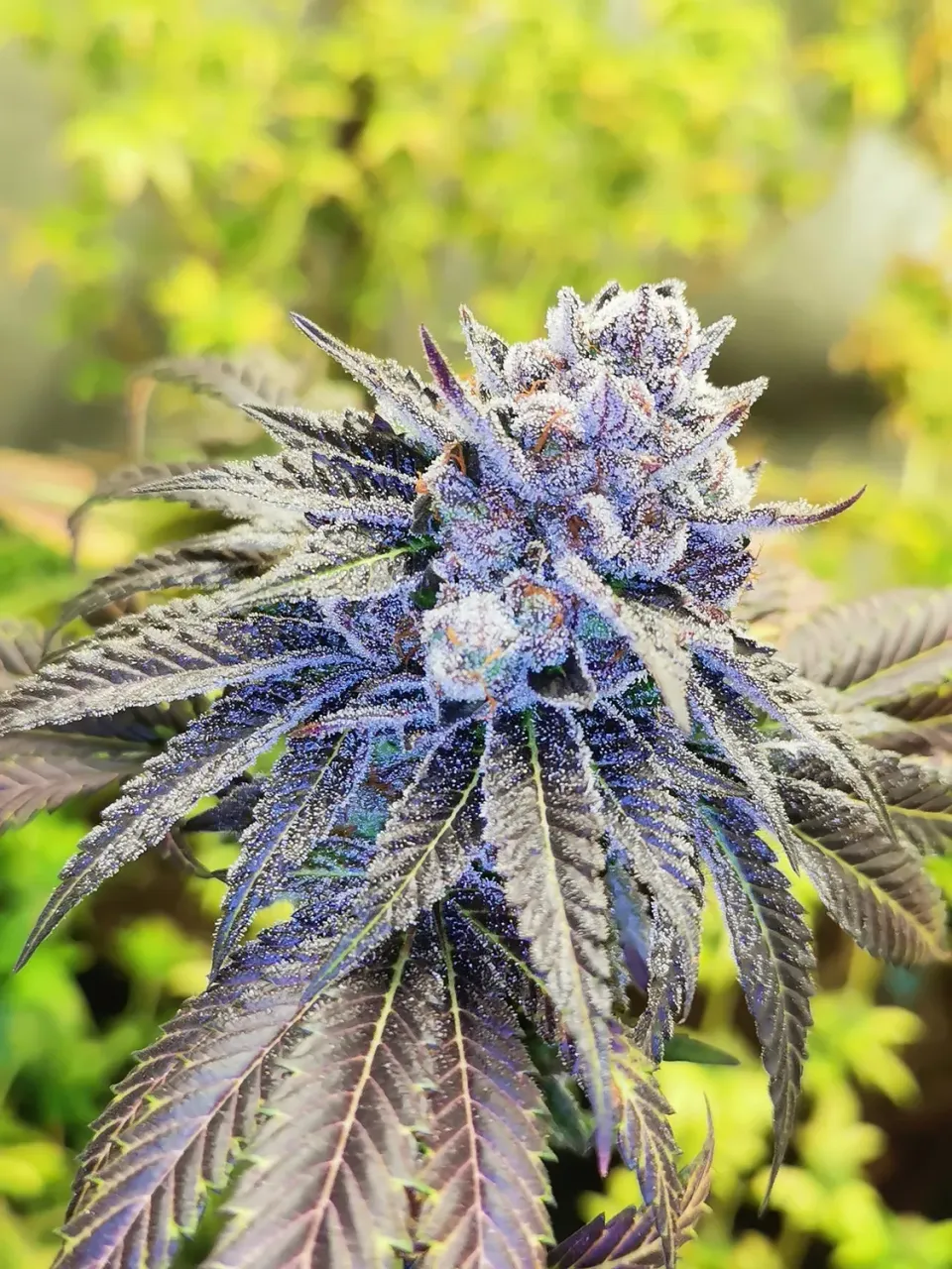 Pheno Finder Seeds Gelato Poppaz semi femminizzati rari
