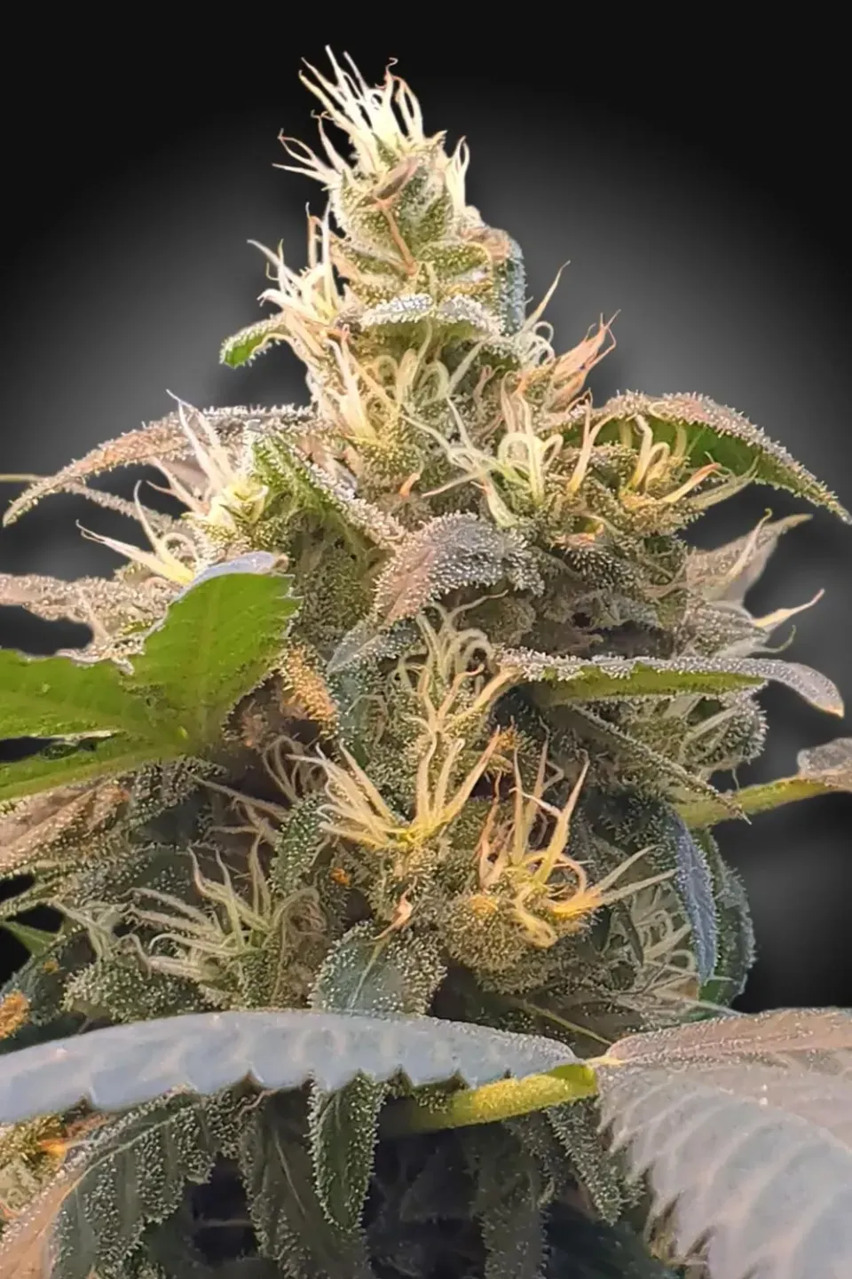 Paradise Seeds CBDenergy semi cannabis CBD ananas