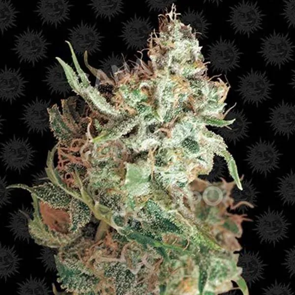 Barney's Farm Red Dragon Semi Femminizzati Guava