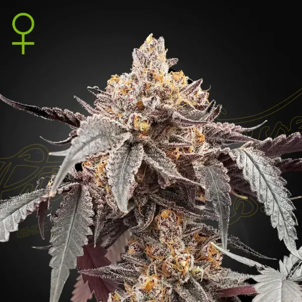 Greenhouse Seeds Guava Gelato 41 Auto semi 2 autofiorenti