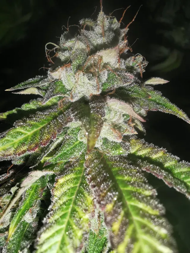 Pheno Finder Seeds Watermelon Gas semi autofiorenti da collezione