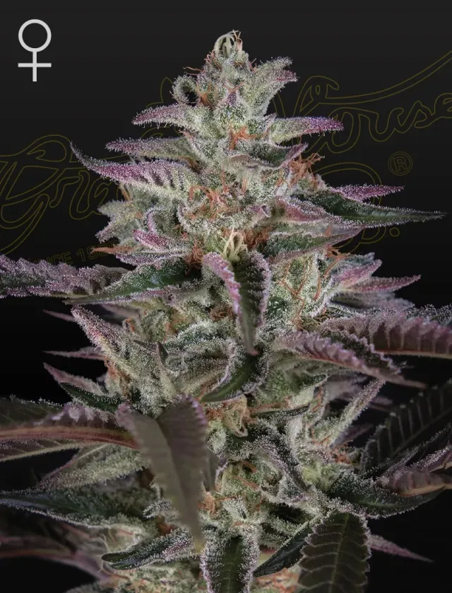 Green House Banana Krumble semi femminizzati 3 semi gas