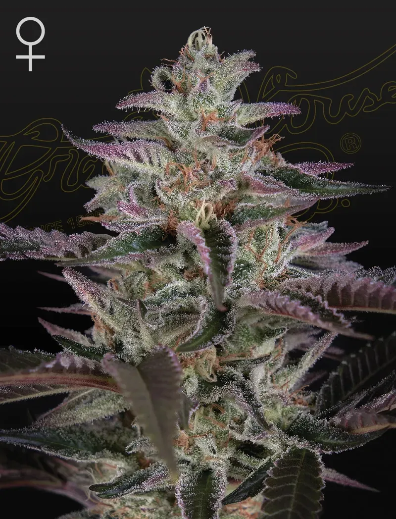 Green House Banana Krumble semi femminizzati 3 semi gas