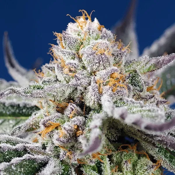 Sweet Seeds Orange Apricot Glue XL Auto semi 3+1 resinosi