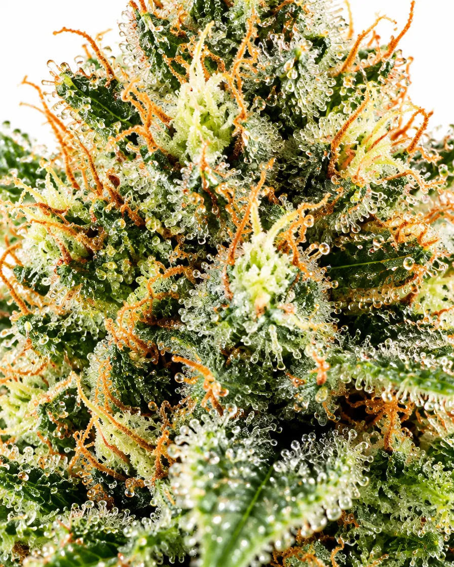 Trikoma Seeds AK-74 semi femminizzati 6 semi THC alto