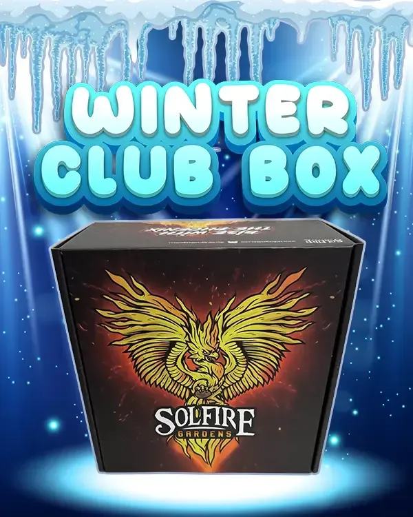 Solfire Gardens Winter Club Phoenix Box semi 6x6 pz + bonus