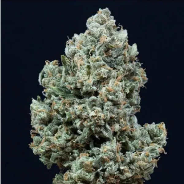 Silent Seeds Critical + 2.0 Auto semi autofiorente indica
