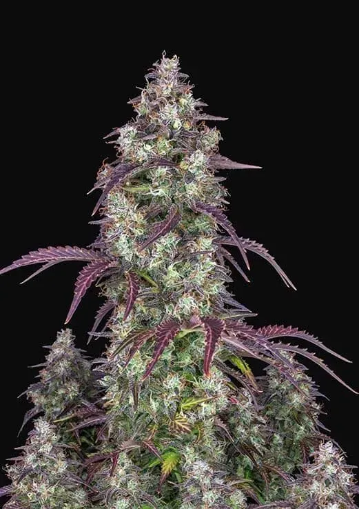 Fast Buds Lemon Pie Auto semi autofiorenti THC 24%