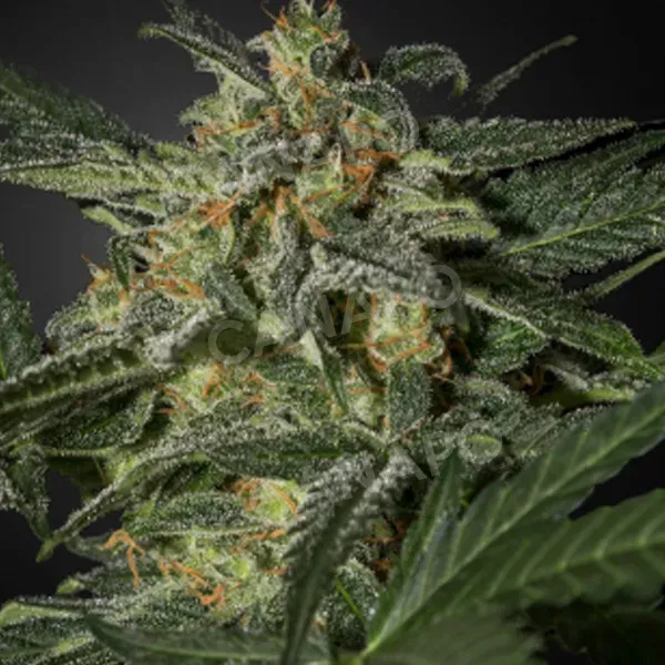 Green House White Widow Auto semi autofiorenti collezione